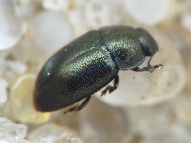 Brassicogethes aeneus (Fabricius, 1775)